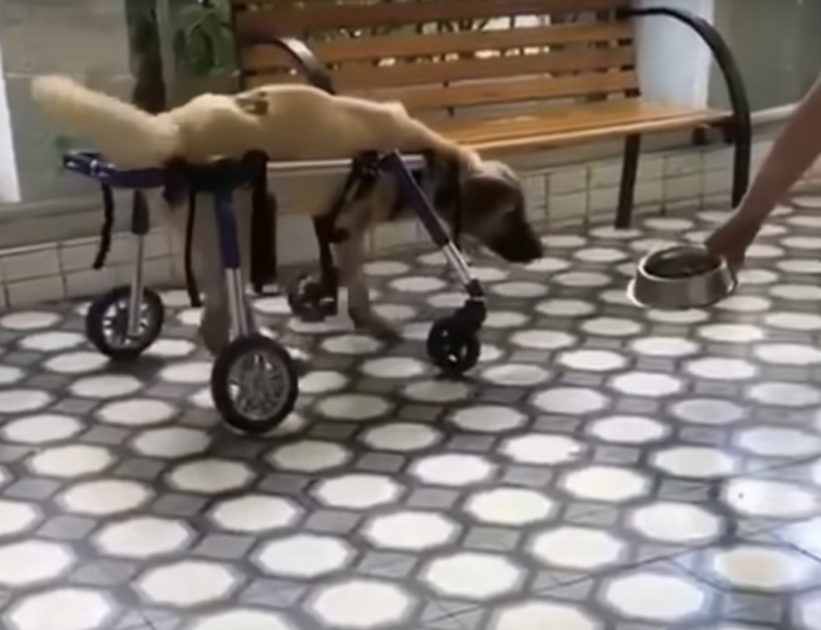 Dog finally can walk with a wheelchair 