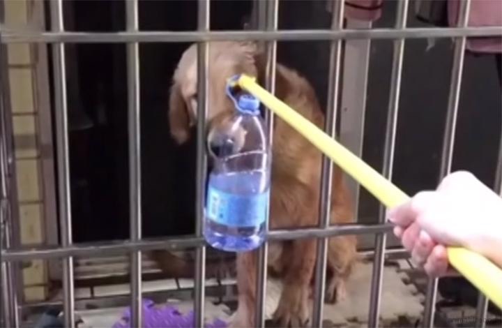 Neighbors starts to give water to a dog left alone 