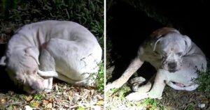 Poor dog dumped on desert all alone 