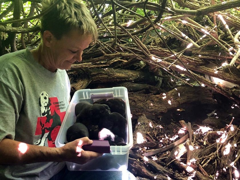 An animal rescue found thirteen newborn puppies together with their hurt mom