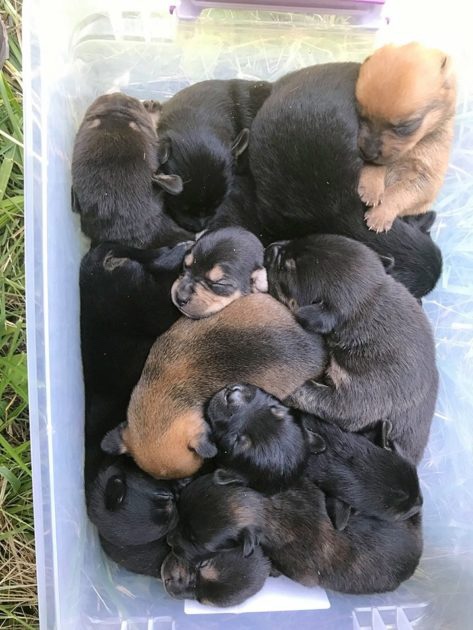 Thirteen puppies were born in very difficult conditions