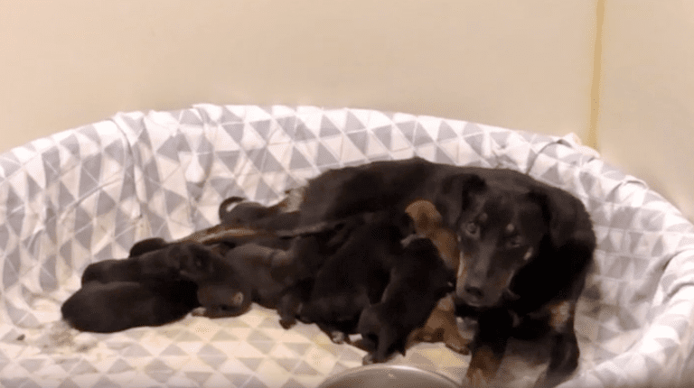 Puppies waiting for adoption 