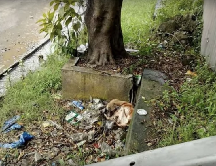 Puppy found in a miserable corner waiting for someone to rescue 