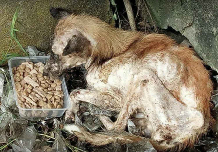 A shelter found a poor dog in a very bad condition 