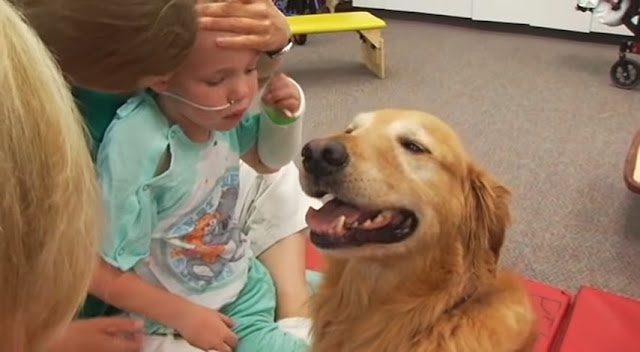 Golden retriever dog bring joy at a sick boy in hospital 