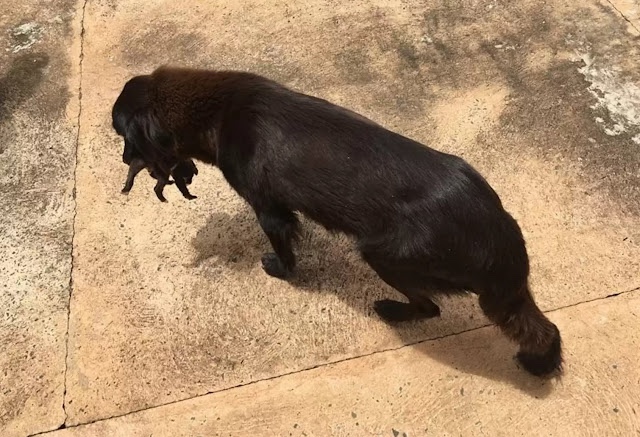 Little puppy was rescued by a dog