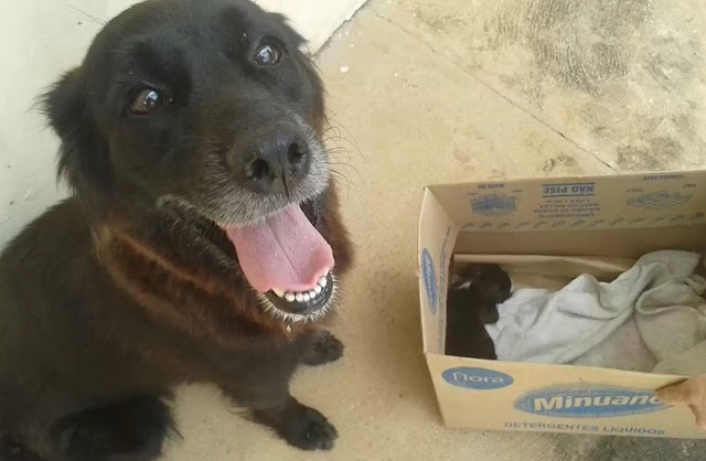 Dog happy that he has saved a little puppy 