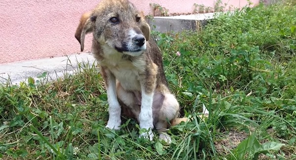 Poor dog has been living in the road all his life