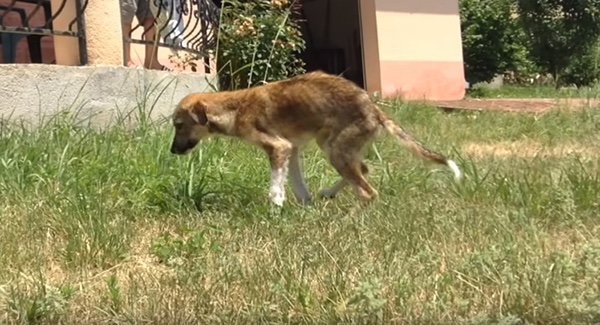 Stray dog suffering from starvation got rescued 