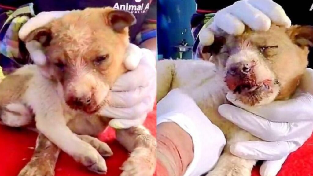 Rescued dog in terrible health condition with just a little strength to survive