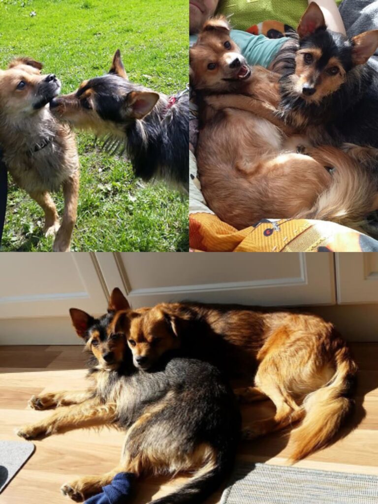 Rescue dog enjoying the daily presence of her furry friend