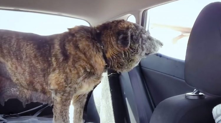 Rescue dog going to the clinic