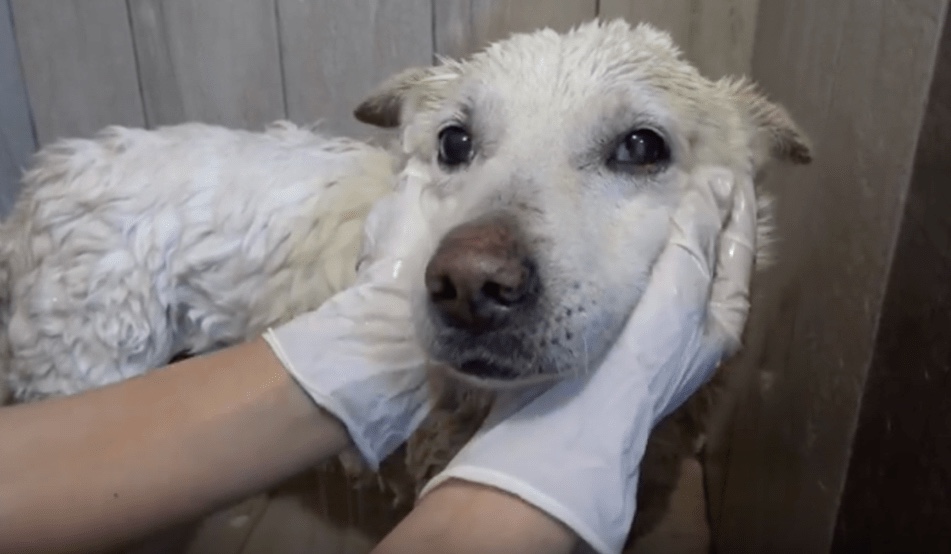 Dog abandoned and was found by a shelter near a train station 