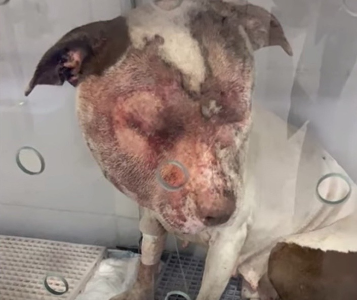 Terribly abused dog with a swollen face and an imjured eye