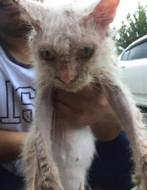 Badly injured cat has no strength to survive longer until rescuers did their best to keep her alive