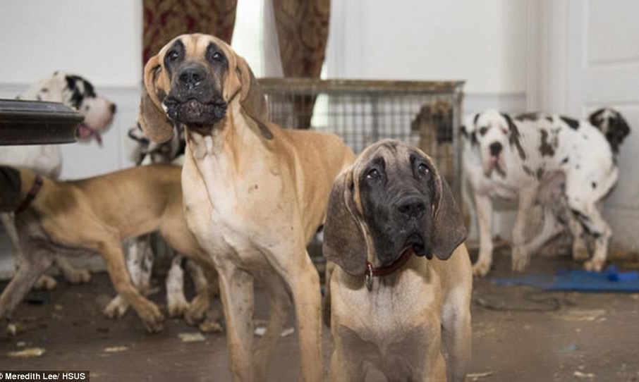 Eighty-four Great Danes being held in a horrifying house for inappropriate purposes