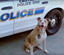 Dog became a K9 after he got rescued 