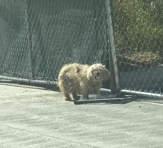 Stray dog wandering around with heavy dirty fur