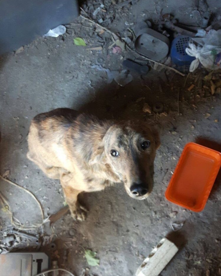 Stray dog in poor health condition