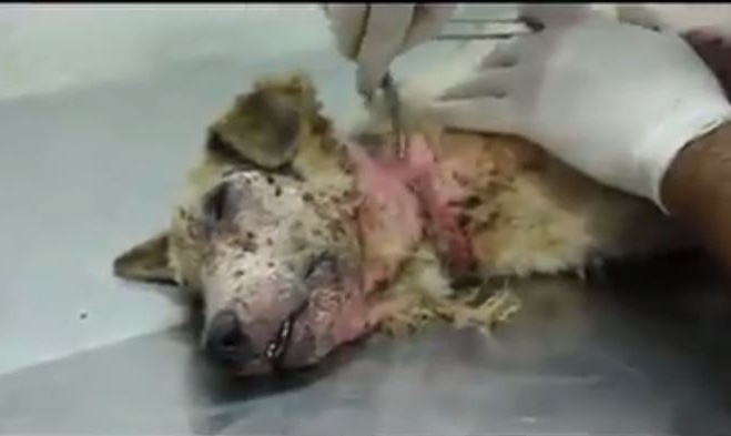 Rescue dog in poor health condition