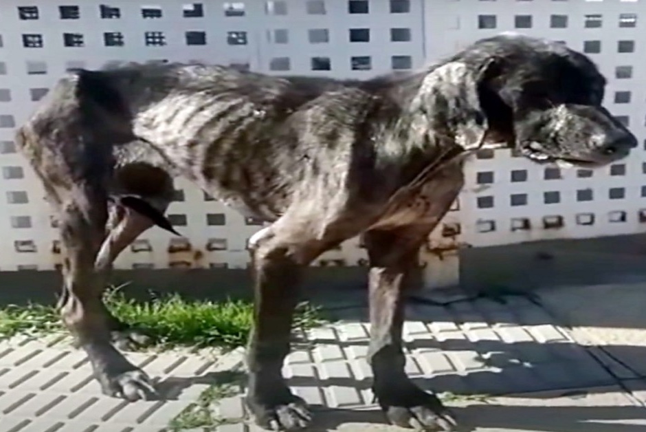 Underweight dog due to mistreatment 