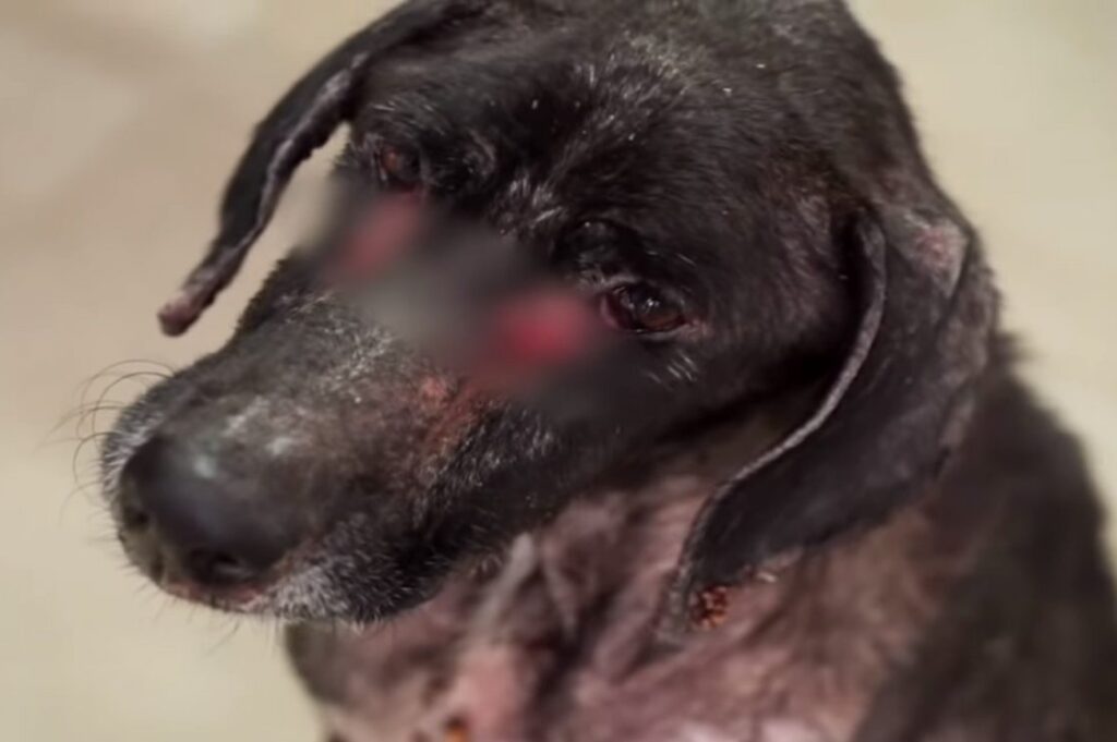 Rescue dog with eye infection 