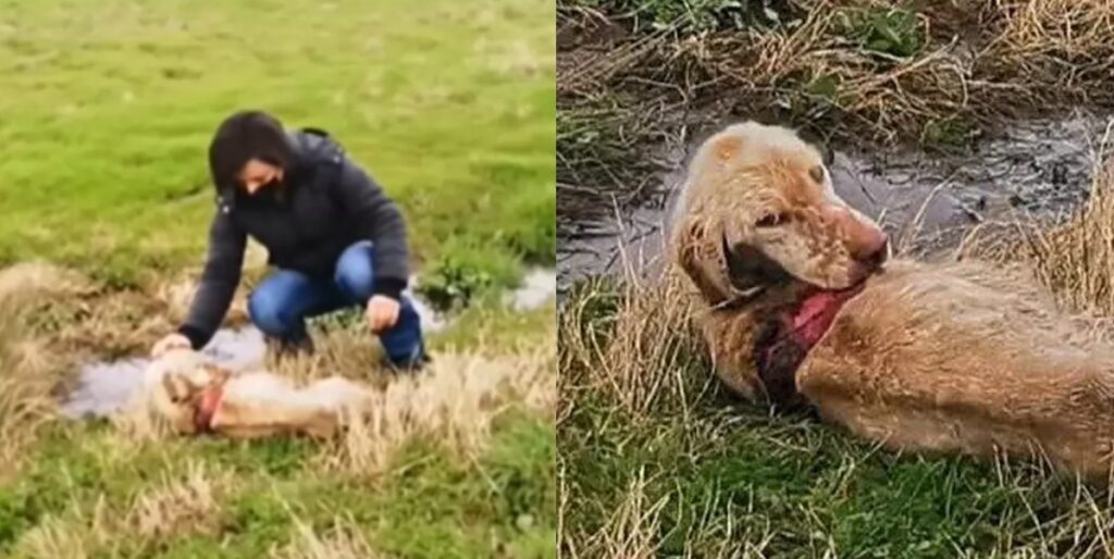 Injured dog abandoned in a deserted field