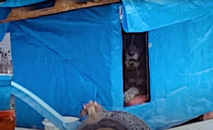 Stray dog in a temporary shelter