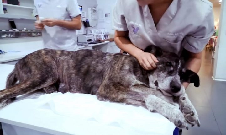 Sick dog having medical treatment 