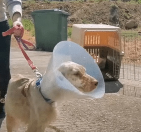 Rescue dog during recovery 