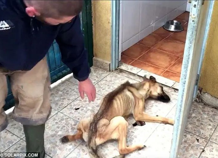 Motionless dog laying on the ground