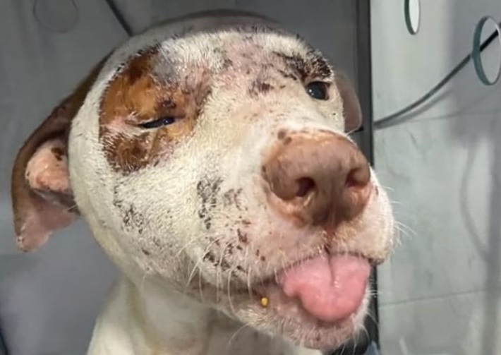 Abused dog with swollen face