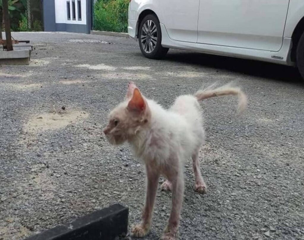 Cat found in very bad health condition