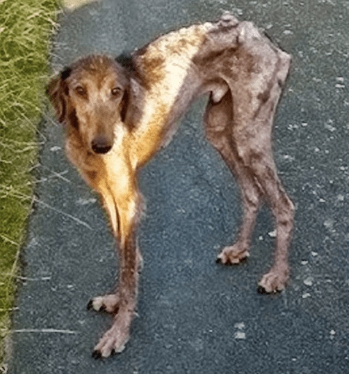 Rescue dog during recovery eating regular meals and being able to walk by himself