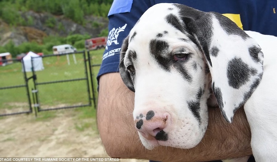 Rescue distressed dog