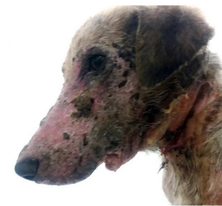 Rescue dog in terrible health condition 