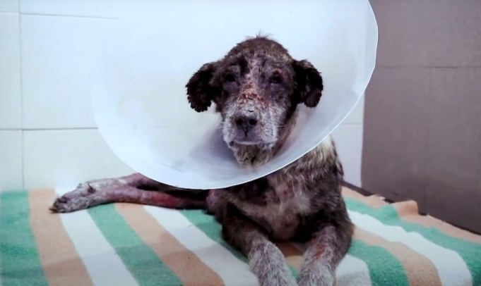 Rescue dog during recovery 