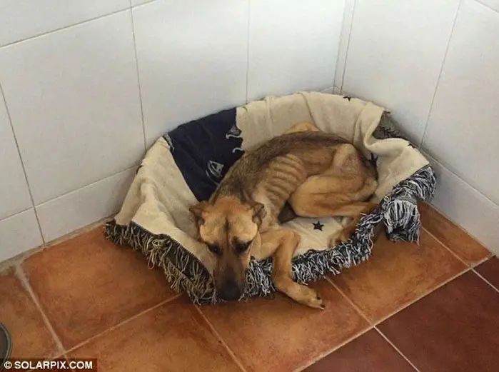 Rescue dog during recovery getting better day by day