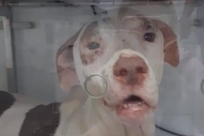 Rescue dog with swollen face due to mistreatment undergoes medical treatment and is recovering gradually