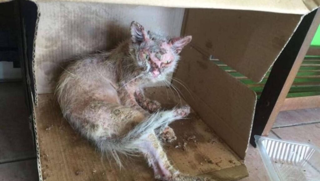 Seriously injured cat with wounds all over her body