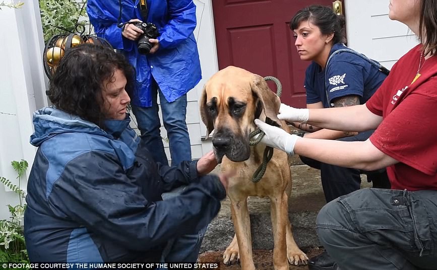 Distressed dog from terrible living conditions