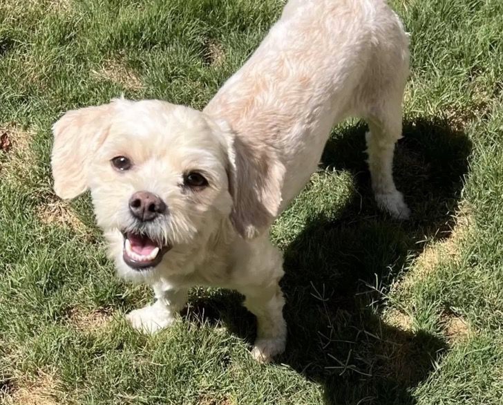 Dog smiling cheerfully 