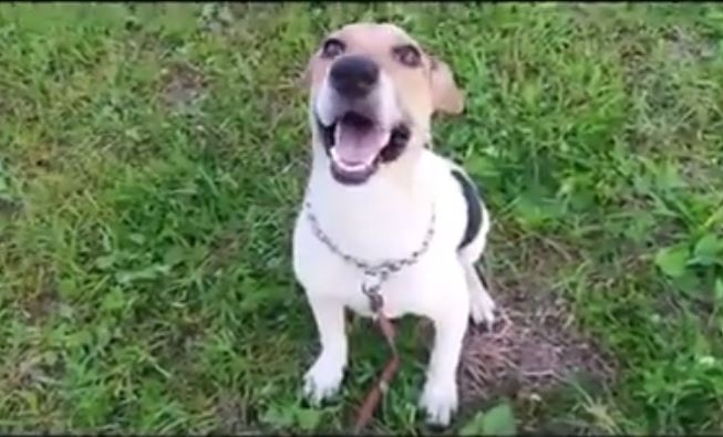 Happy dog smiling widely