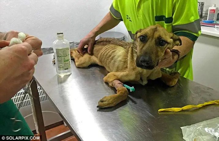 Rescue dog found in terrible condition undergoes medical treatment 