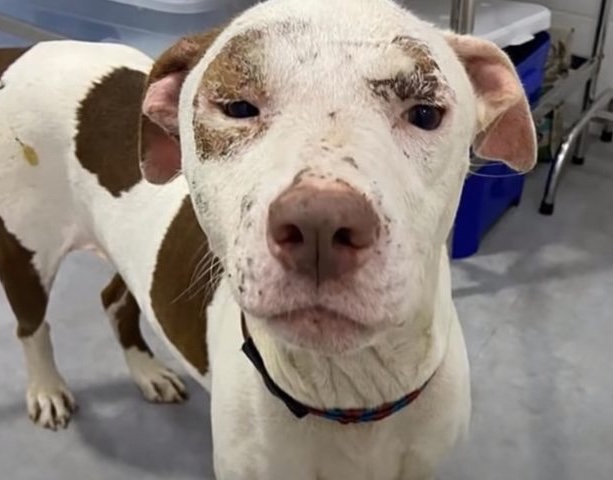 Rescue dog almost recovered 