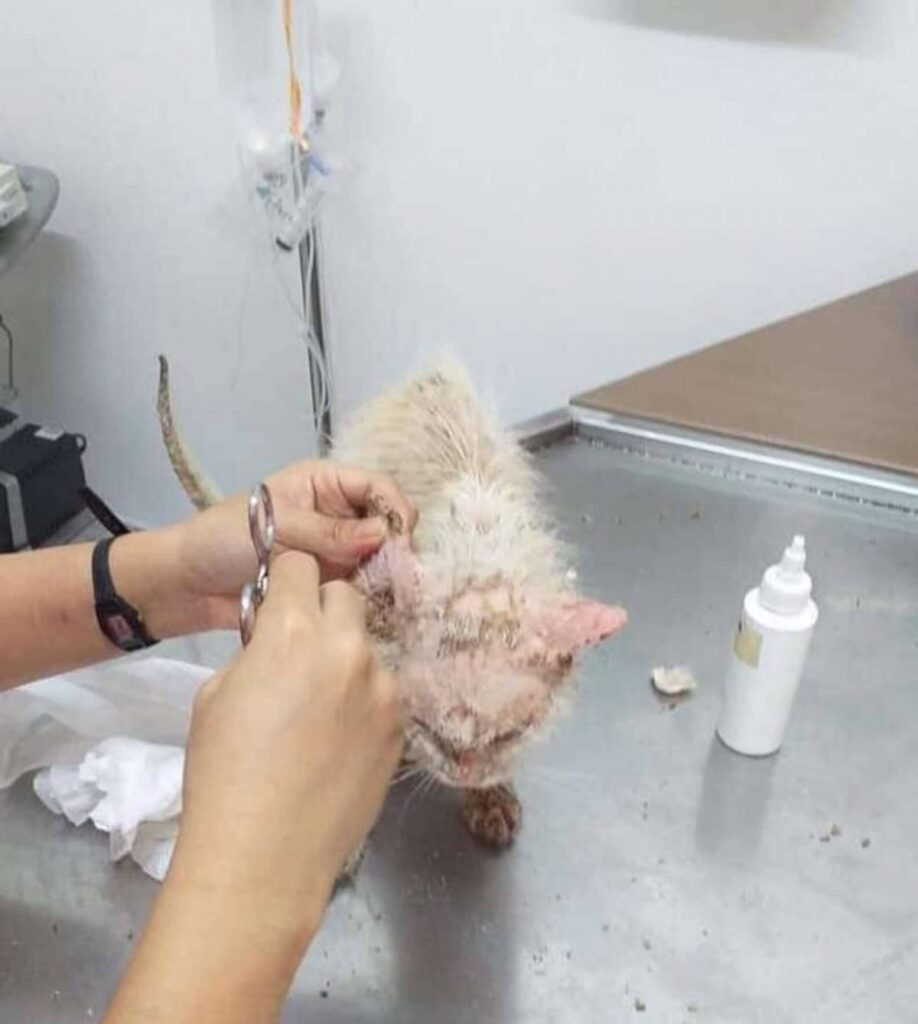 Injured cat is finally saved and brought to the vet to undergo a long medical treatment