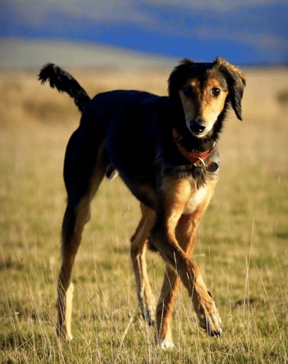 Fully recovered dog 