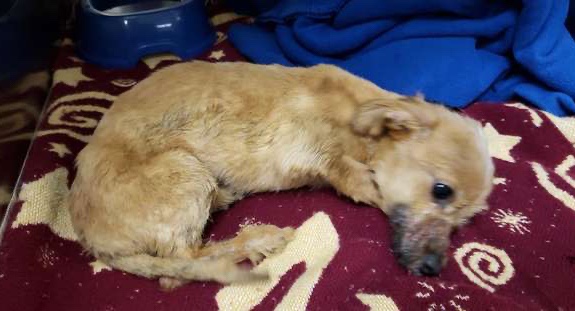 Mistreated and distressed dog with a broken leg