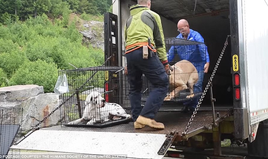 Eighty-four Great Danes were finally rescued by HSUS