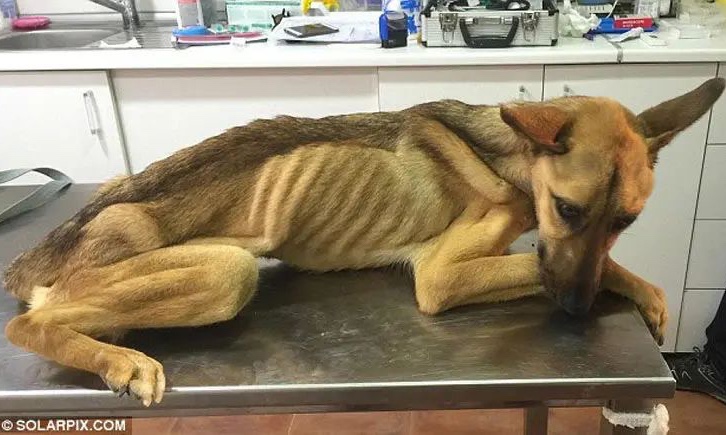 Dog appearing only skin and bones due to mistreatment and abandonment 